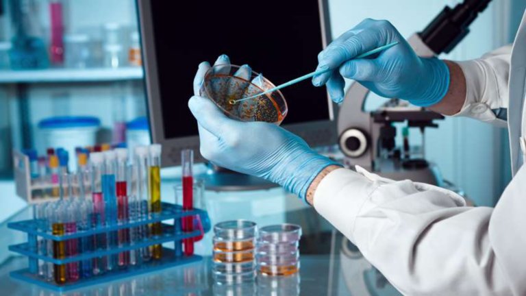 生命科学设施的工作者带着保护手套擦洗培养皿。