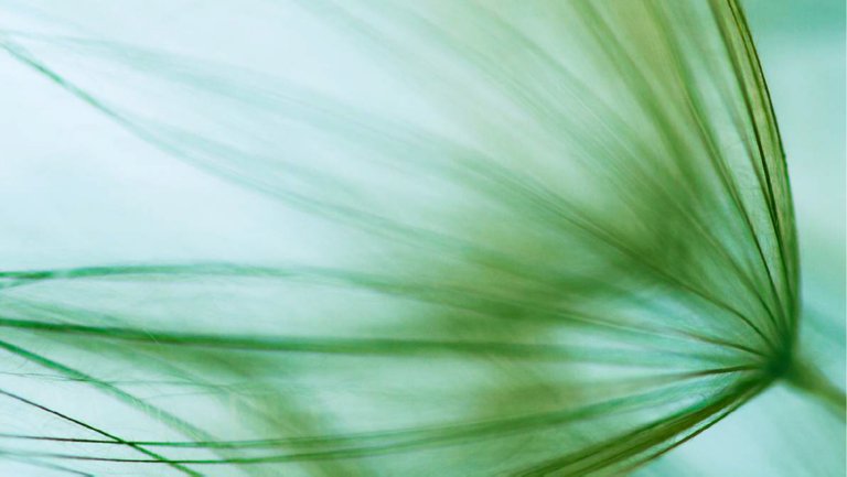 macro shot of dandelion seed